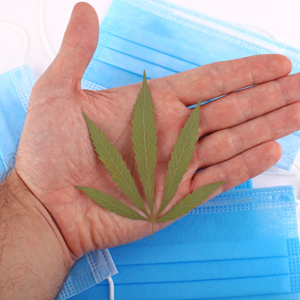 Cannabis Fights COVID-19